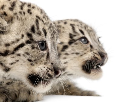 Snow leopards, Uncia uncia or Panthera uncial, 2 months old, in front of white background clipart