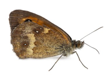 Meadow Brown, Maniola jurtina, in front of white background clipart