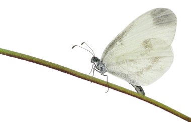 Wood White, Leptidea sinapis, on plant in front of white background clipart