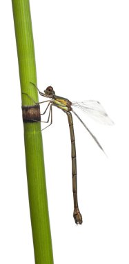 Zümrüt kızböcekleri veya Batı willow spreadwing, bitki kök beyaz arka plan önünde üzerinde lestes viridis willow