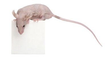 tüysüz ev faresi mus musculus, 3 aylık kutusunda beyaz arka plan önünde