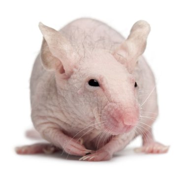 tüysüz ev faresi mus musculus, 3 ay yaşlı, beyaz arka plan