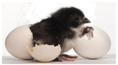 Chick, Gallus gallus domesticus, 8 hours old, standing next to it's own egg in front of white background clipart