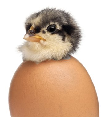 Chick, Gallus gallus domesticus, 3 days old, in egg in front of white background clipart