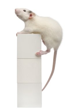 Common rat or sewer rat or wharf rat, Rattus norvegicus, 4 months old, on box, in front of white background clipart