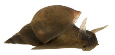 Great pond snail, Lymnaea stagnalis, a species of freshwater snail, in front of white background clipart