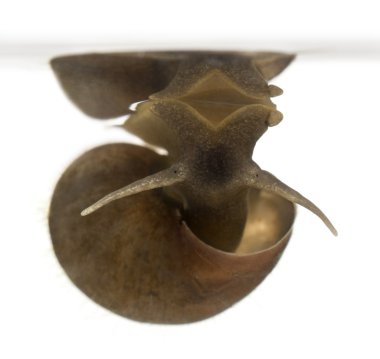 grote vijver slak, poelslak, een soort van zoetwater slak, voor witte achtergrond