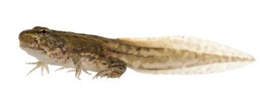 yenilebilir kurbağa, rana esculenta, yaklaşık 12 hafta sonra damızlık beyaz arka plan önünde eski