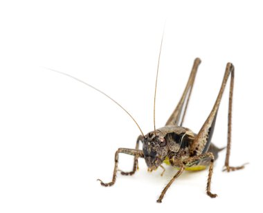 erkek kalkan geri katydid, platycleis tessellata, beyaz arka plan önünde