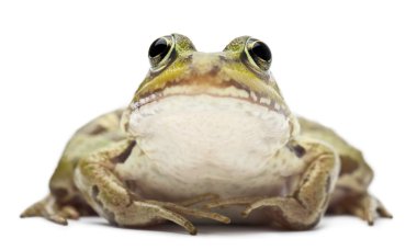 Common European frog or Edible Frog, Rana esculenta, in front of white background clipart