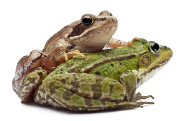 Common European frog or Edible Frog, Rana esculenta, and a Moor clipart