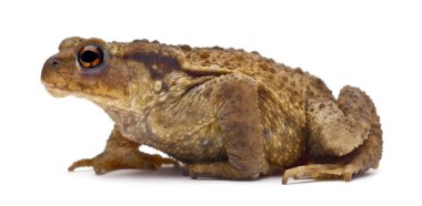 Common toad or European toad, Bufo bufo, in front of white background clipart