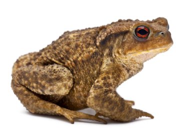 Common toad, bufo bufo, in front of white background clipart
