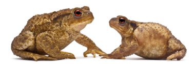 iki ortak kurbağalarınız veya Avrupa toads, bufo bufo, her beyaz arka plan karşı karşıya