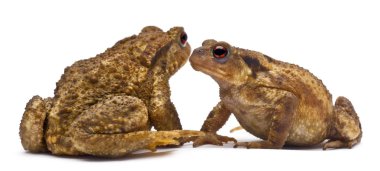 iki ortak kurbağalarınız veya Avrupa toads, bufo bufo, her beyaz arka plan karşı karşıya