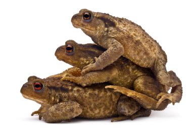 Three common toads or European toads, Bufo bufo, stacked in front of white background clipart