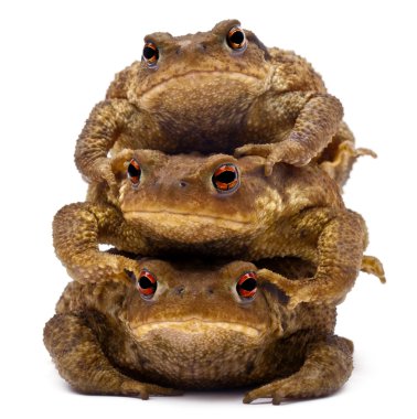 Beyaz arka plan üç ortak toads veya Avrupa toads, bufo bufo, yığılmış