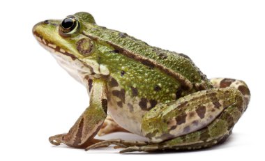 Common European frog or Edible Frog, Rana kl. Esculenta, in front of white background clipart