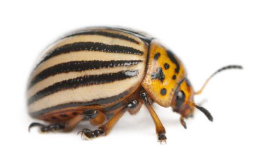 Colorado potato beetle, also known as the Colorado beetle, the ten-striped spearman, the ten-lined potato beetle or the potato bug, Leptinotarsa decemlineata, in front of white background clipart