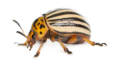 Colorado Patates böceği, olarak da bilinen colorado beetle, on şeritli spearman, on-çizgili Patates böceği veya patates böcek, beyaz arka plan önünde Bakanlıkça tavsiye