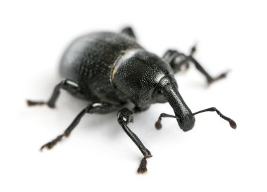 Beetle, konuşlanın dirus, larva beyaz arka plan önünde