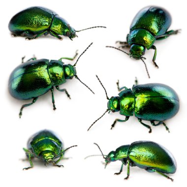 Composition of Leaf beetles, Chrysomelinae, in front of white background