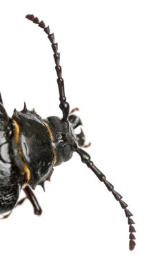 Tanner veya sawyer, longhorn beetle, prionus coriarius, beyaz arka plan önünde bir tür