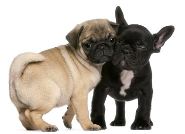 Pug puppy and French Bulldog puppy, 8 weeks old, hugging in front of white background clipart