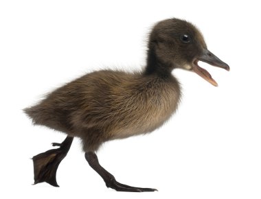 Black Mallard or wild duck, Anas platyrhynchos, 3 weeks old, in front of white background clipart