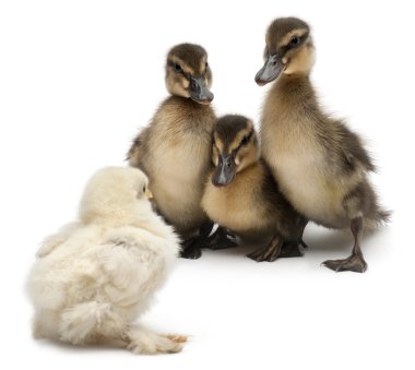 Three Mallards or wild ducks, Anas platyrhynchos, 3 weeks old, facing a chick in front of white background clipart