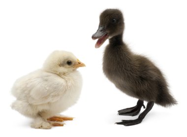 Mallard or wild duck, Anas platyrhynchos, a 3 week old dabbling duck and chick standing in front of white background clipart