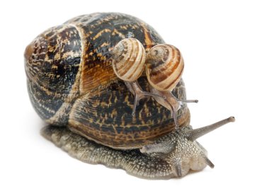Garden snail with its babies on its shell in front of white background clipart
