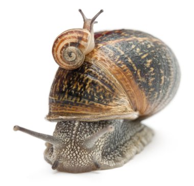 Garden snail with its baby on its shell in front of white background clipart