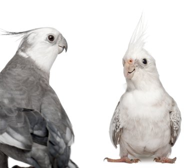 Male and female Cockatiel facing each other, Nymphicus hollandicus, in front of white background clipart