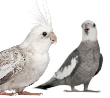 Male and female Cockatiel, Nymphicus hollandicus, in front of white background clipart