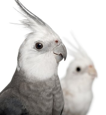 erkek ve dişi cockatiel, beyaz arka plan önünde nymphicus hollandicus Close-Up