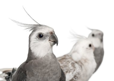 Close-up of Male and female Cockatiel, Nymphicus hollandicus, in front of white background clipart