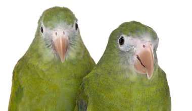 AK kanatlı parakeets, brotogeris versicolurus, 5 yıl yaşlı, beyaz arka plan yakın çekim