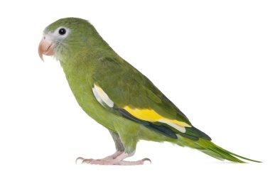 White-winged Parakeet, Brotogeris versicolurus, 5 years old, in front of white background clipart