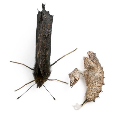 European Peacock moth, Inachis io, next to it's cocoon in front of white background clipart