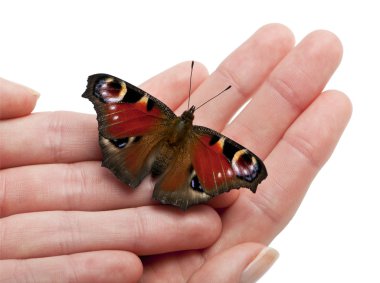 European Peacock moth, Inachis io, on a hand in front of white background clipart