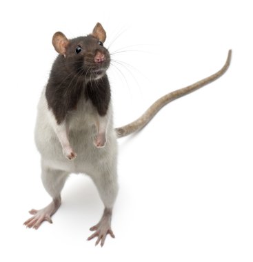 Fancy Rat standing up in front of white background clipart