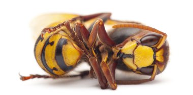 Dead European hornet, Vespa crabro, in front of white background clipart