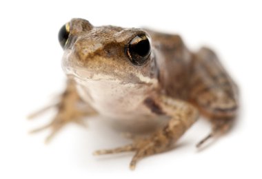 Young Common Frog, Rana temporaria, in front of white background clipart