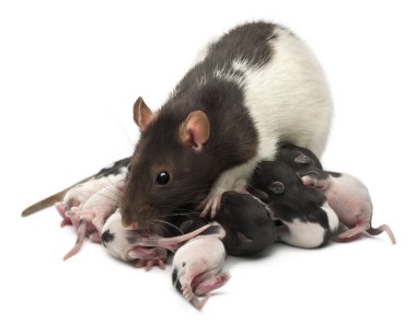 Fancy Rat feeding its babies in front of white background clipart