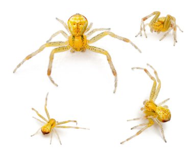 Crab spider, Ebrechtella tricuspidata, in front of white background clipart