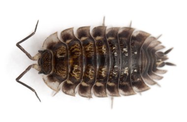 High angle view of Common woodlouse, Oniscus asellus, in front of white background clipart