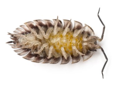 High angle view of upside down Common woodlouse, Oniscus asellus, in front of white background clipart