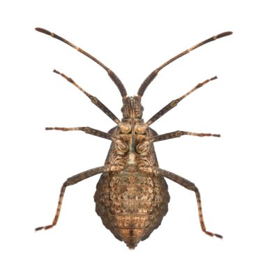 Dock bug, Coreus marginatus, species of squash bug, in front of white background clipart