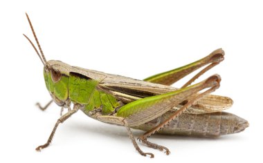 Cricket in front of white background